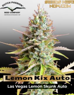 Lemon Kix Auto Feminized Seeds (space) Dutch Passion