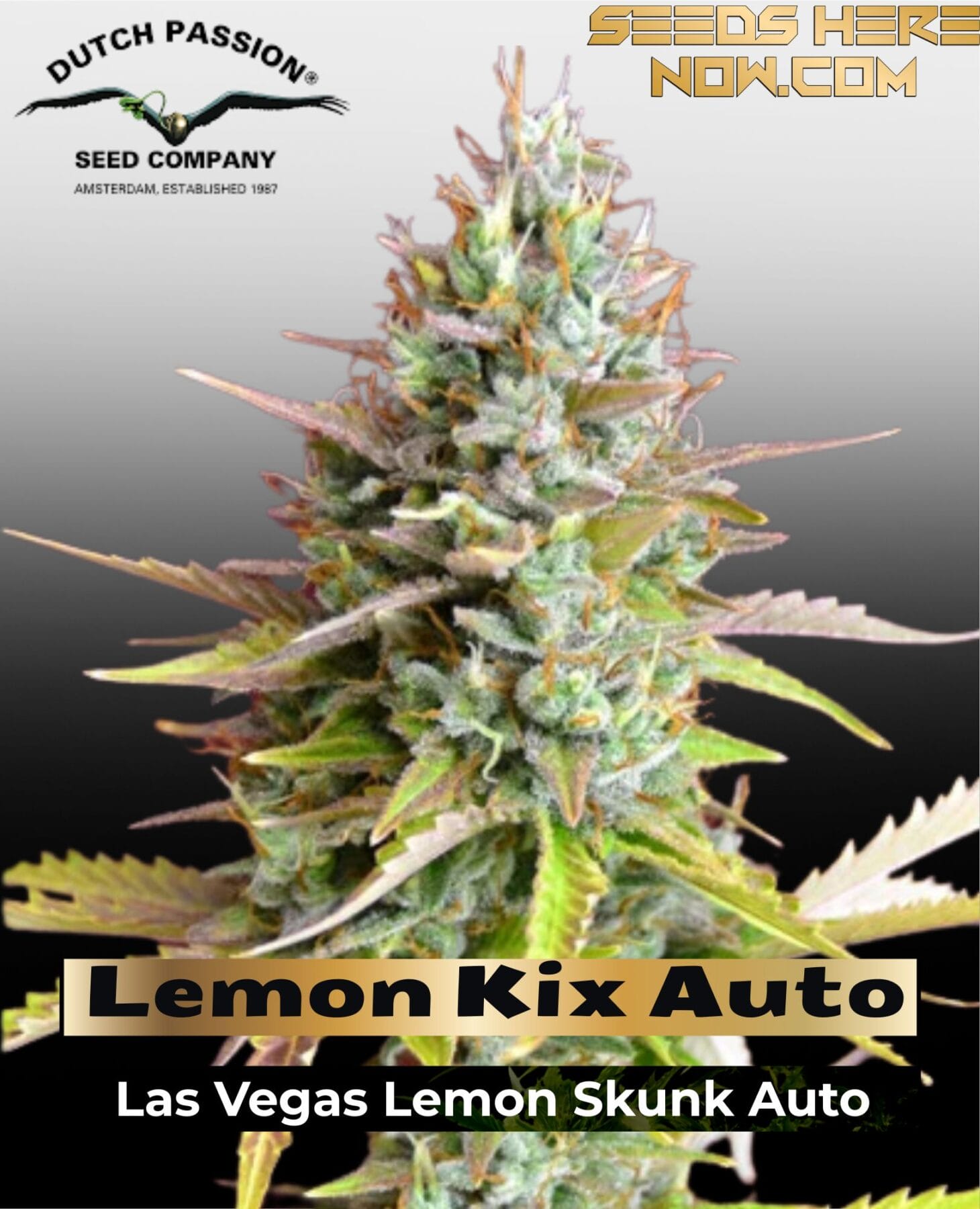 Lemon Kix Auto Feminized Seeds - Dutch Passion