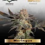 Meringue (Feminized) - Dutch Passion