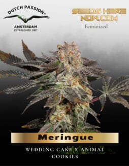 Meringue (Feminized) (space) Dutch Passion