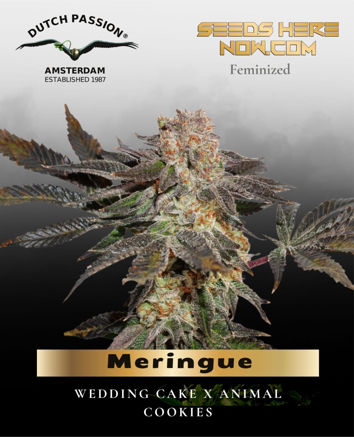Meringue (Feminized) - Dutch Passion