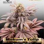 Mokum's Tulip (Feminized) - Dutch Passion