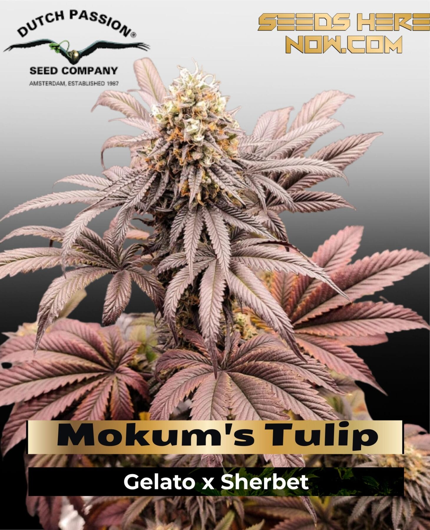 Mokum's Tulip (Feminized) - Dutch Passion