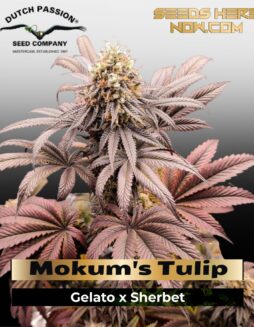 Mokum's Tulip (Feminized) (space) Dutch Passion