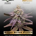 Sugar Bomb Punch (Feminized) - Dutch Passion