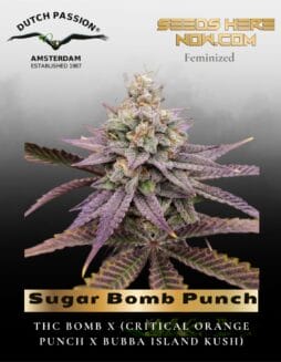 Sugar Bomb Punch (Feminized) (space) Dutch Passion
