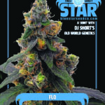 DJ Short's Flo (Feminized) - Blue Star Seed Co