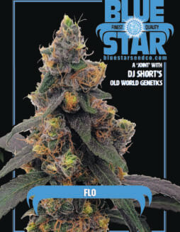 DJ Short's Flo feminized cannabis seeds by Blue Star Seed Co (space) Sativa hybrid strain