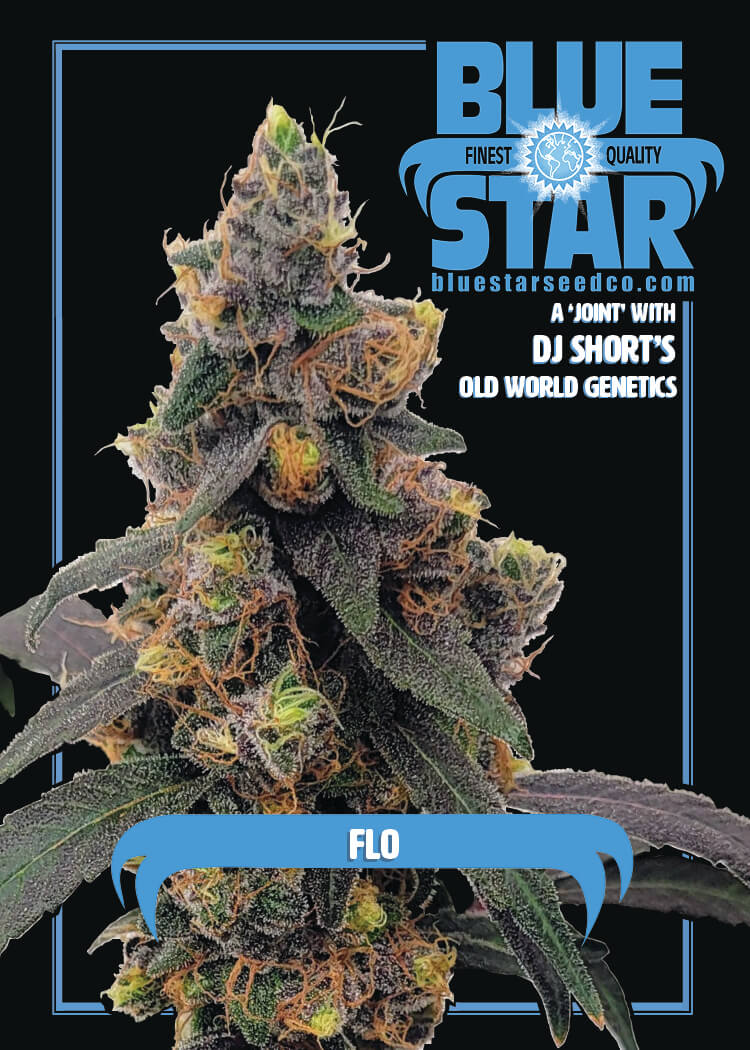 DJ Short's Flo feminized cannabis seeds by Blue Star Seed Co - Sativa hybrid strain
