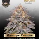 Orange Frappe (Feminized) - G13 Labs