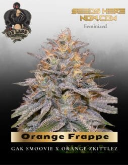 Orange Frappe Feminized Seeds (space) G13 Labs