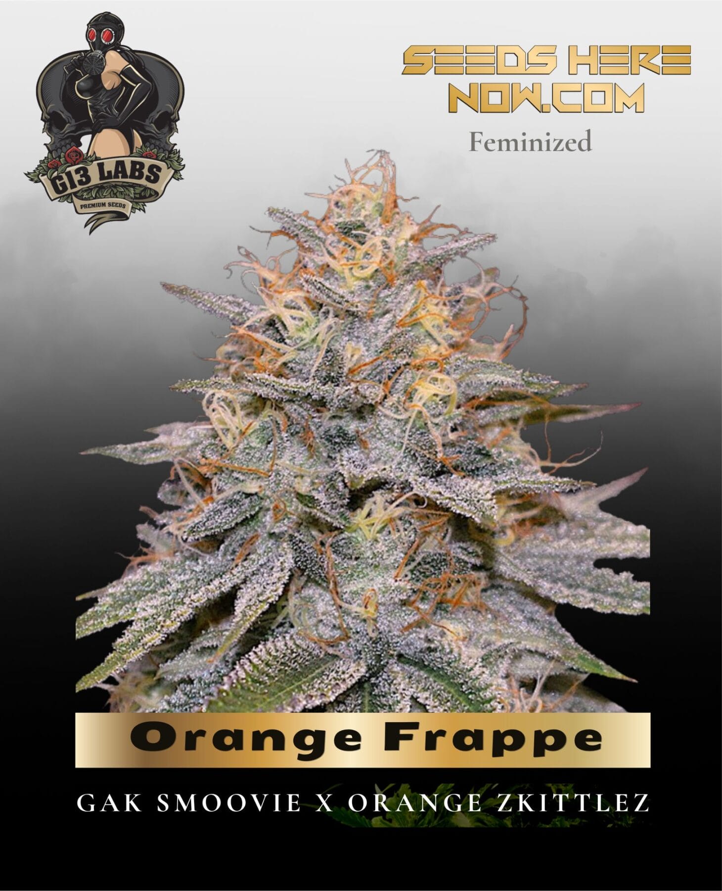 Orange Frappe Feminized Seeds - G13 Labs