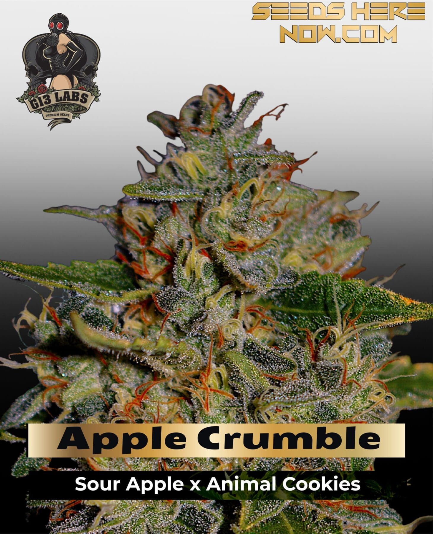 Apple Crumble (Feminized) - G13 Labs