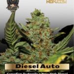 Diesel Auto (Feminized) - G13 Labs