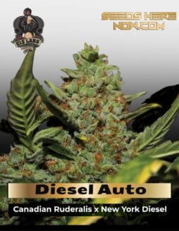 Diesel Auto (Feminized) (space) G13 Labs