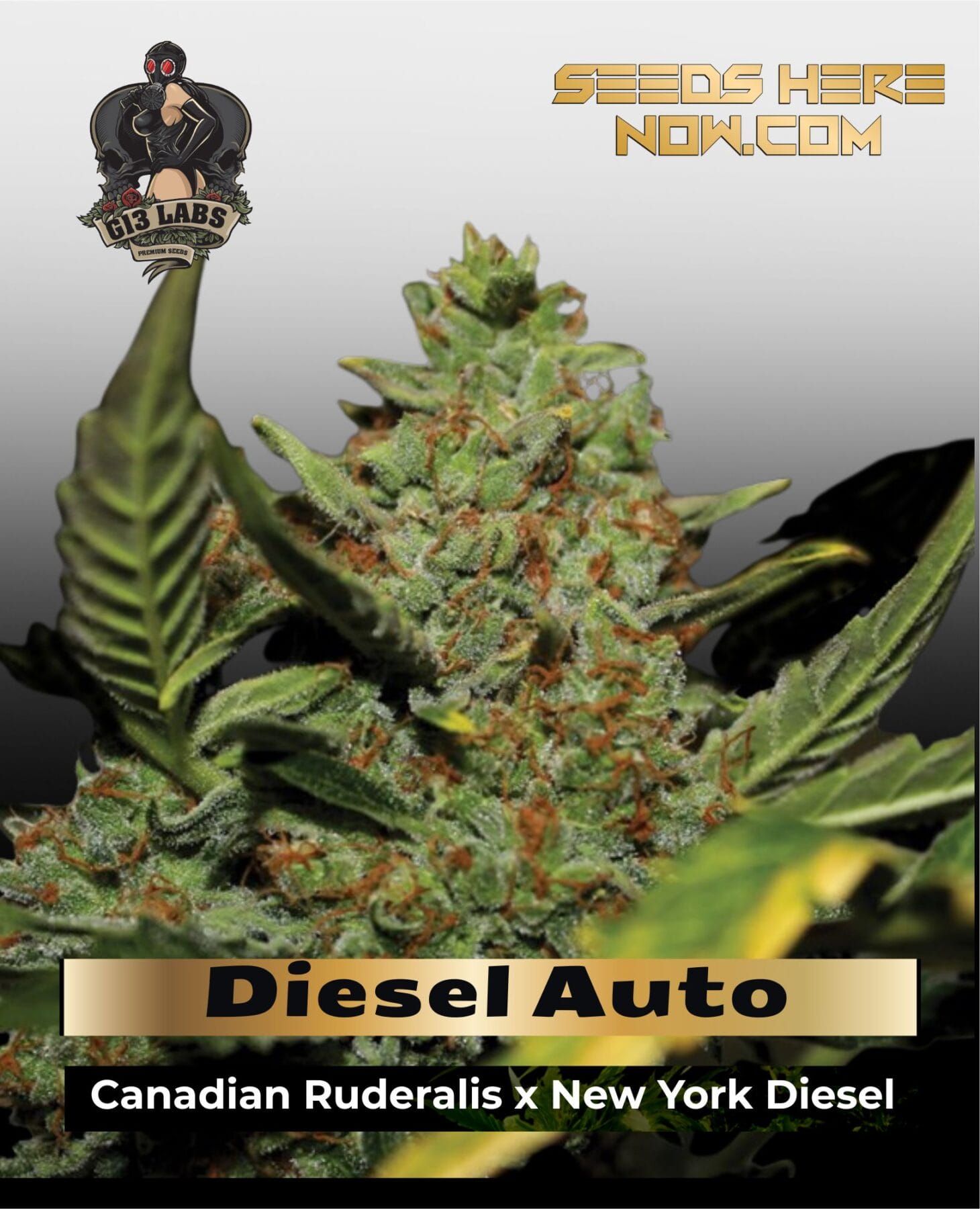 Diesel Auto (Feminized) - G13 Labs