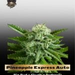Pineapple Express Auto (Feminized) - G13 Labs
