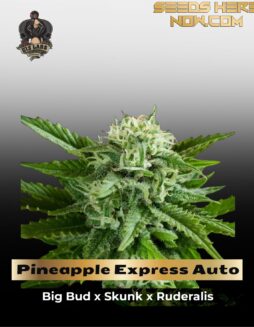 Pineapple Express Auto (Feminized) (space) G13 Labs
