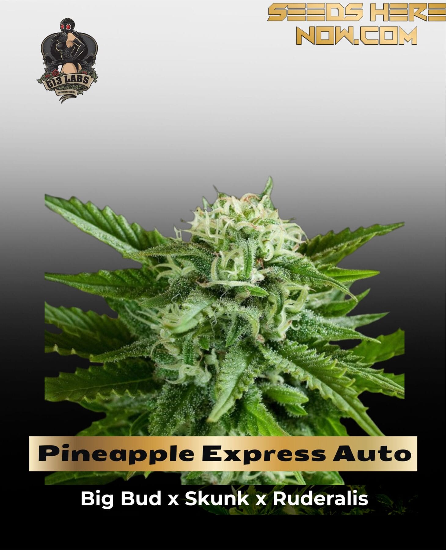 Pineapple Express Auto (Feminized) - G13 Labs