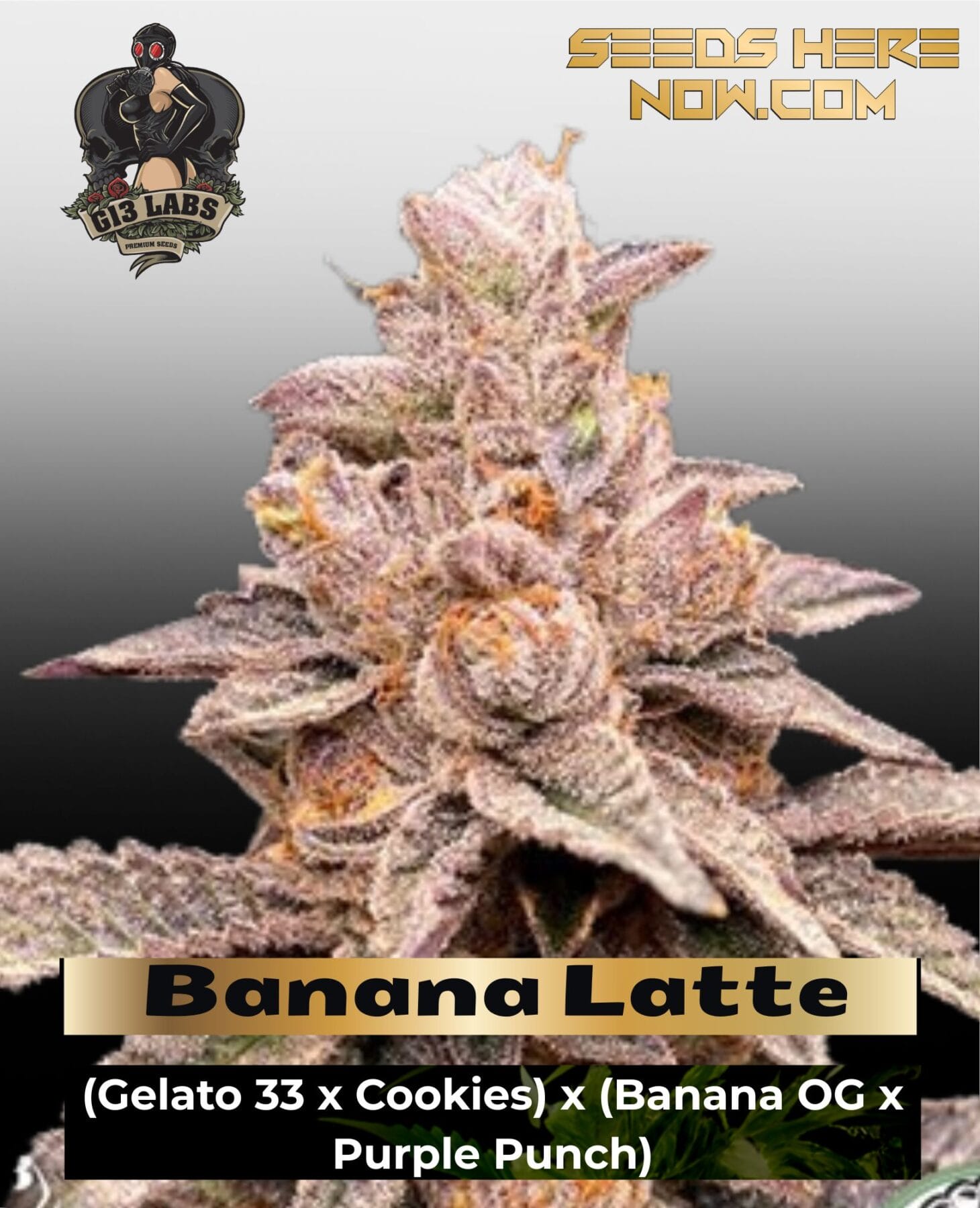 Banana Latte (Feminized) - G13 Labs