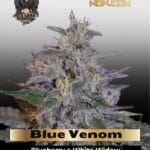 Blue Venom (Feminized) - G13 Labs