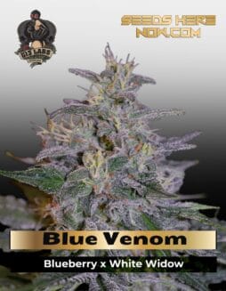 Blue Venom (Feminized) (space) G13 Labs