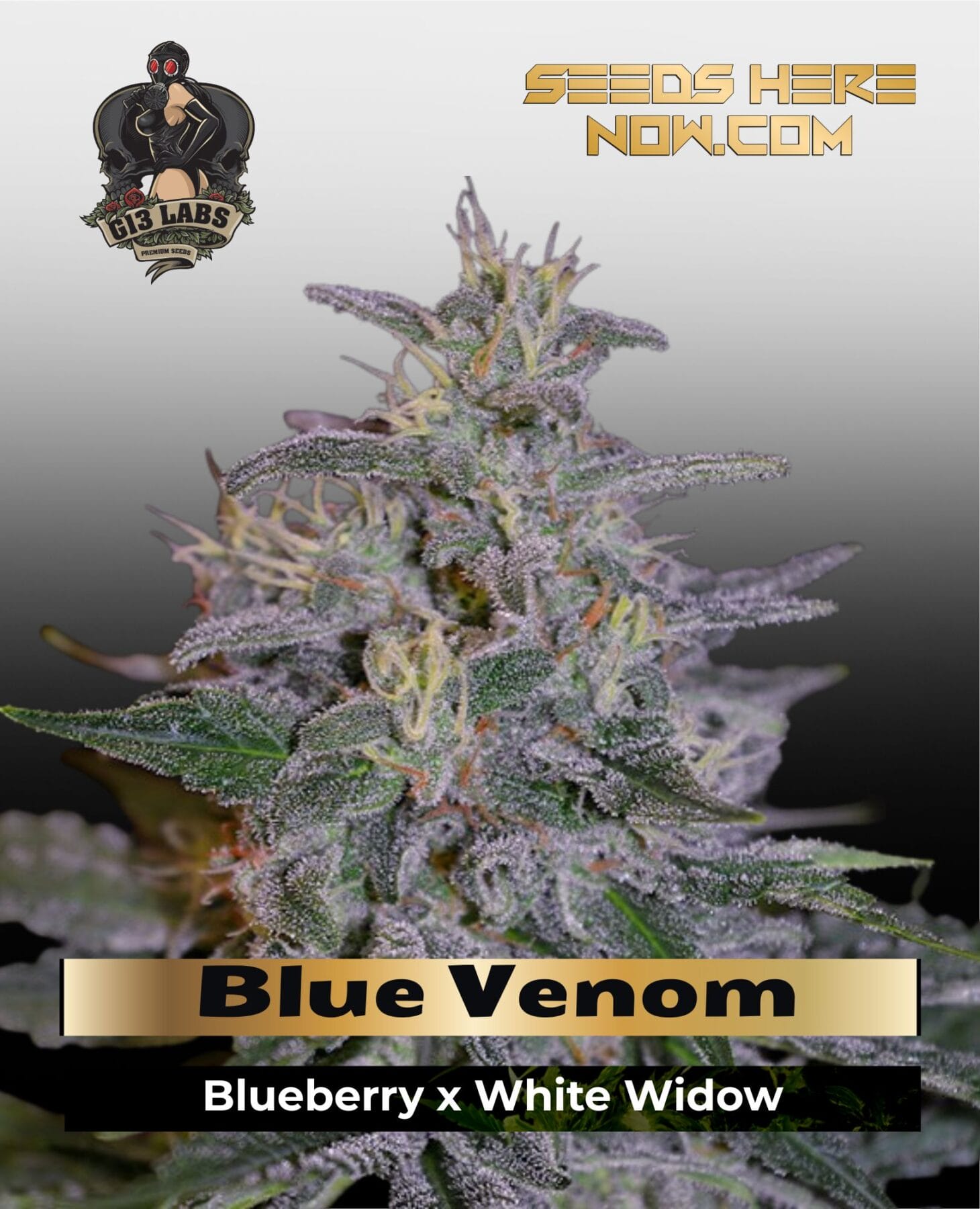 Blue Venom (Feminized) - G13 Labs