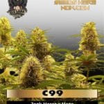 C99 (Feminized) - G13 Labs