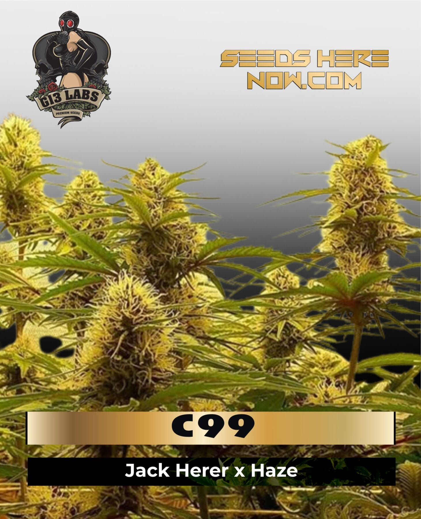 C99 (Feminized) - G13 Labs