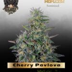 Cherry Pavlova (Feminized) - G13 Labs