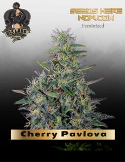 Cherry Pavlova Feminized Seeds (space) G13 Labs