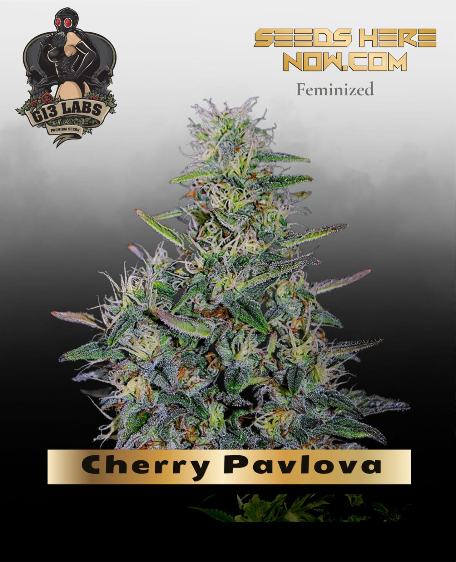 Cherry Pavlova Feminized Seeds - G13 Labs