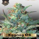 Eggnog OG (Feminized) - G13 Labs