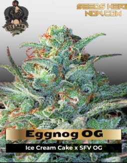 Eggnog OG (Feminized) (space) G13 Labs