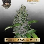 Frozen Afghan Mintz (Feminized) - G13 Labs