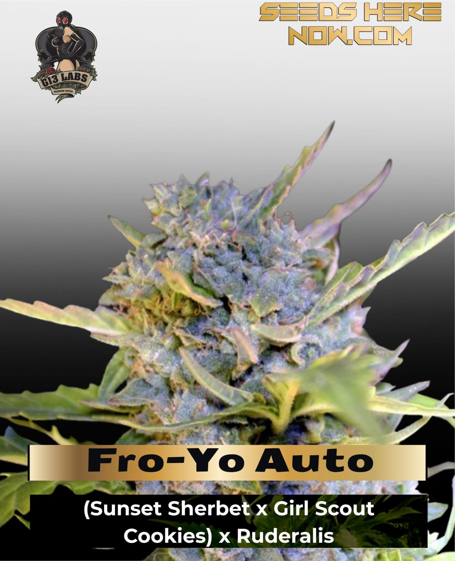 Fro-Yo Auto (Feminized) - G13 Labs