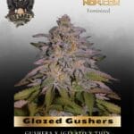 Glazed Gushers (Feminized) - G13 Labs