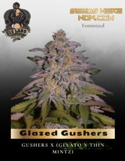 Glazed Gushers Feminized Seeds (space) G13 Labs