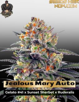 Jealous Mary Auto (Feminized) (space) G13 Labs