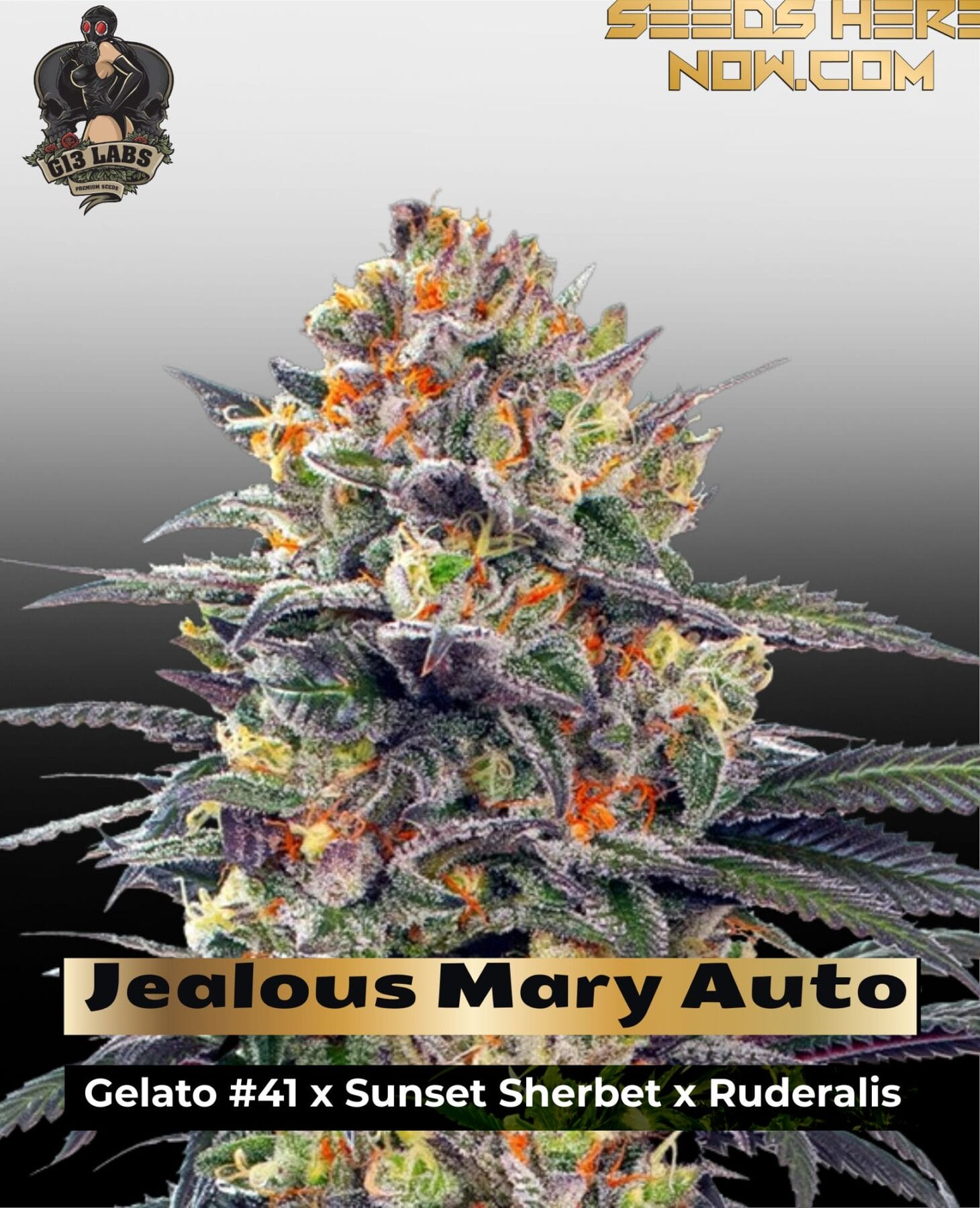 Jealous Mary Auto (Feminized) - G13 Labs