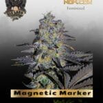 Magnetic Marker (Feminized) - G13 Labs