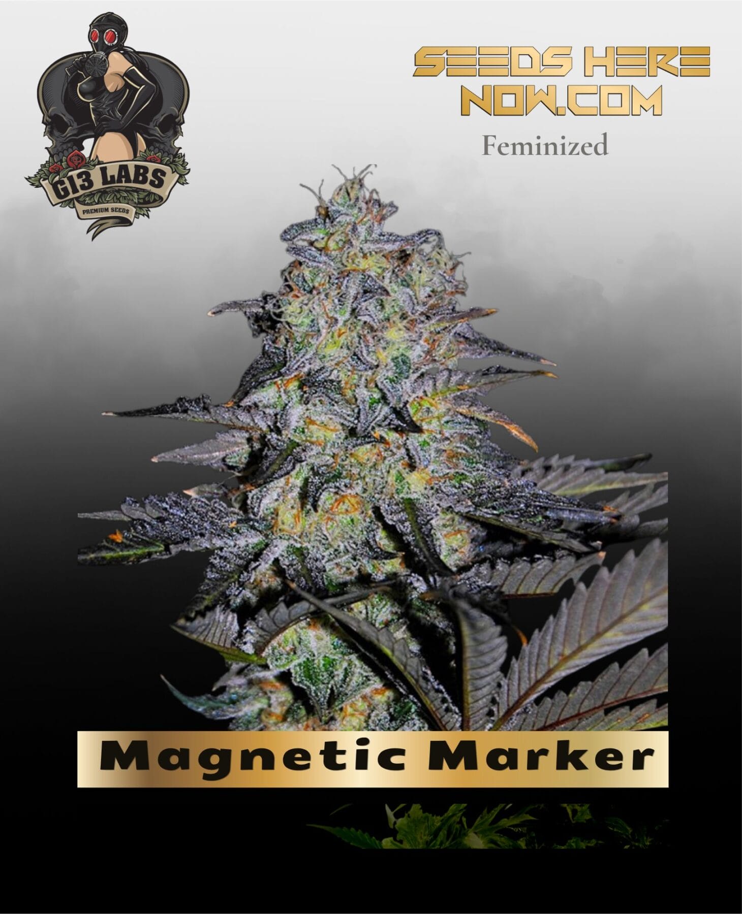 Magnetic Marker Feminized Seeds - G13 Labs
