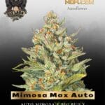 Mimosa Max Auto (Feminized) - G13 Labs