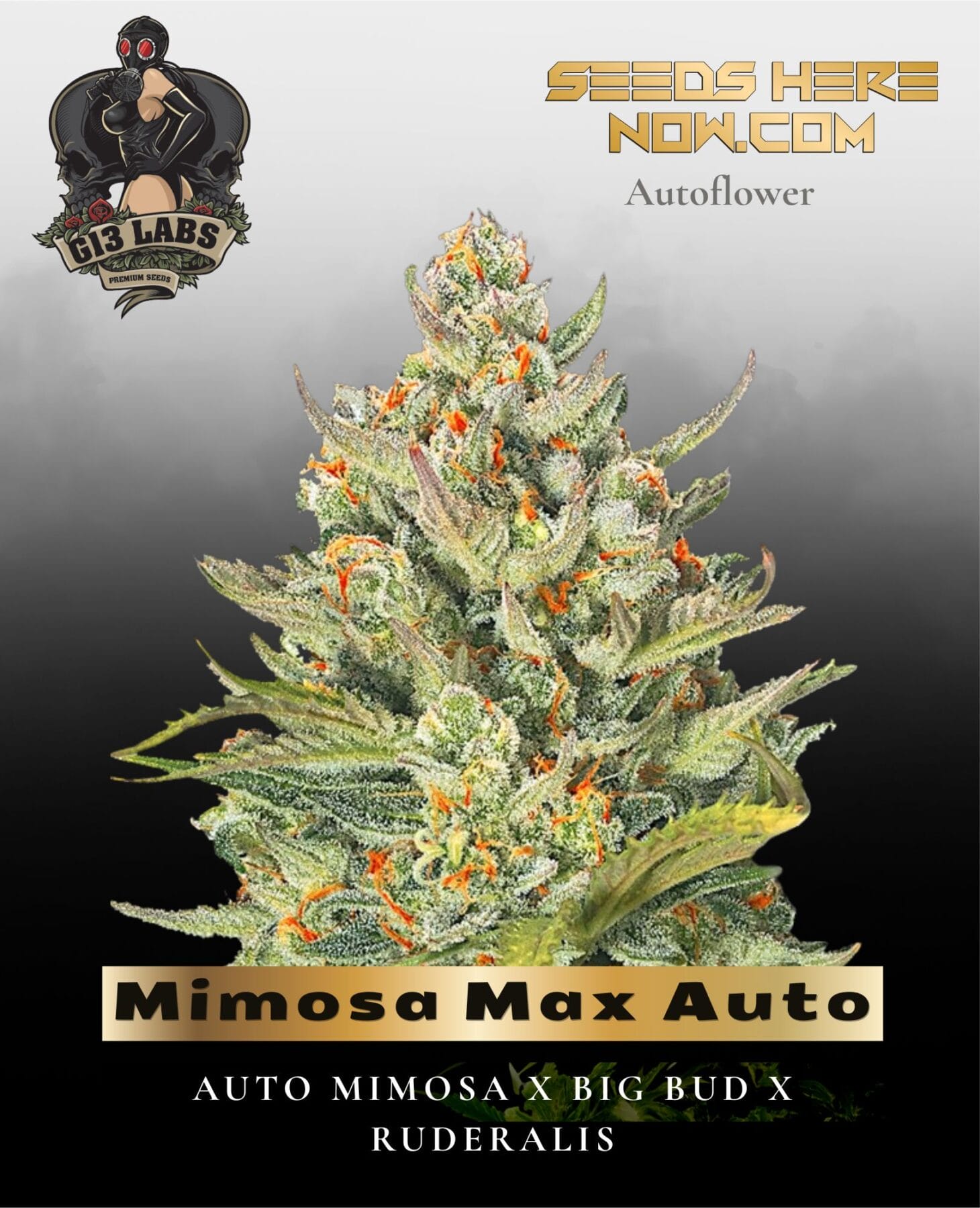 Mimosa Max Auto Feminized Seeds - G13 Labs
