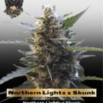 Northern Lights x Skunk (Feminized) - G13 Labs