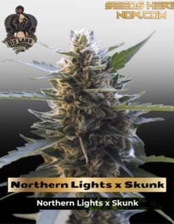 Northern Lights x Skunk (Feminized) (space) G13 Labs