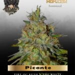 Picante (Feminized) - G13 Labs