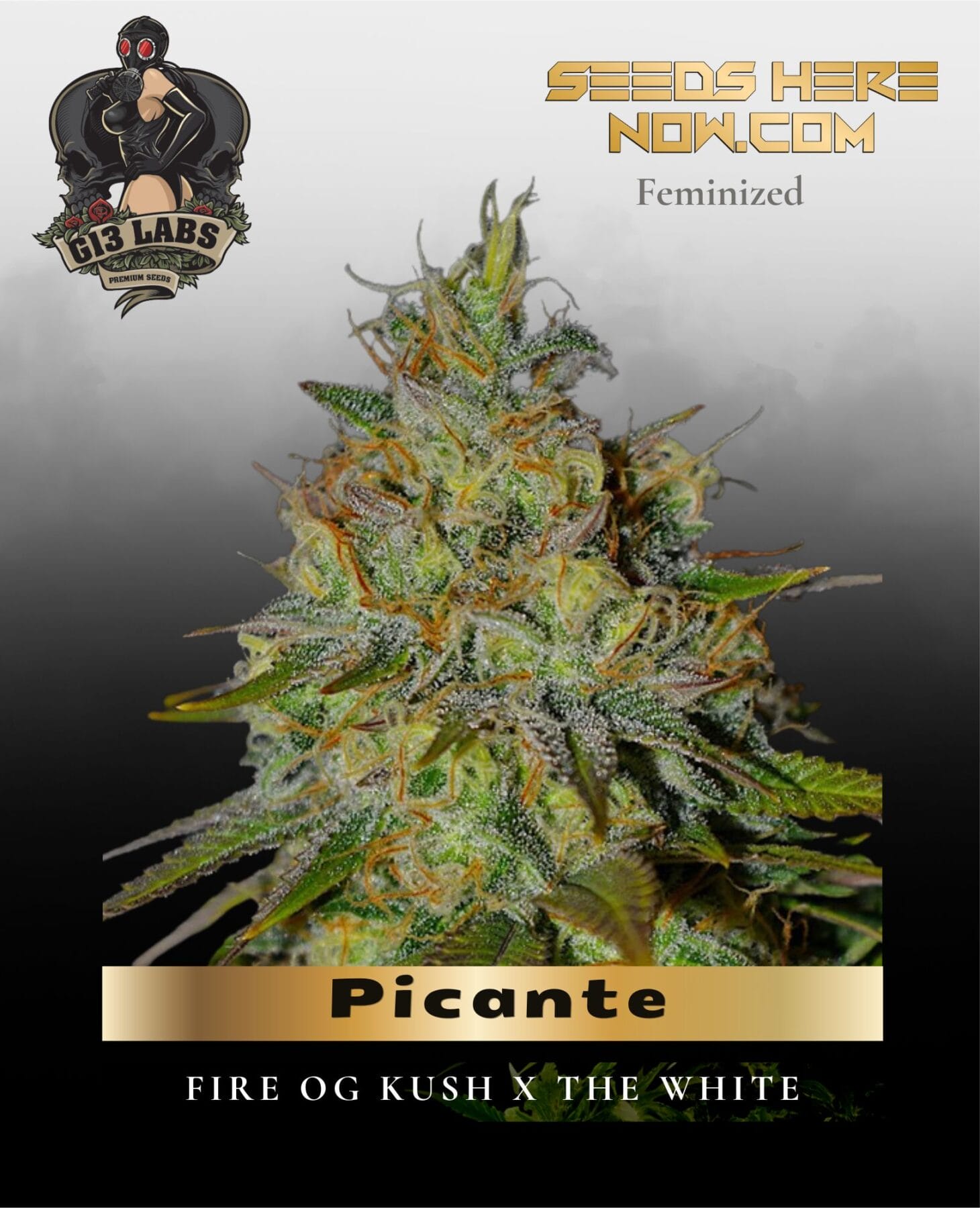 Picante (Feminized) - G13 Labs