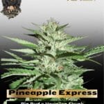 Pineapple Express (Feminized) - G13 Labs