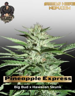 Pineapple Express (Feminized) (space) G13 Labs
